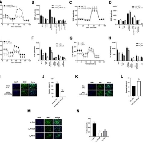 Mir P Induces Mitochondrial Dysfunction And Impairs Muscle