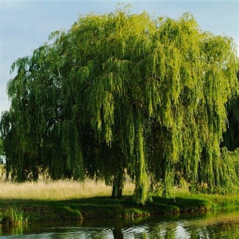 Buy Weeping Willow Trees Online | Garden Goods Direct