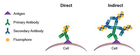 Flow Cytometry Creative Biolabs