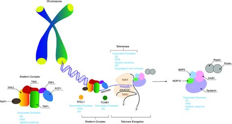 Telomere And Telomerase Complex Components And Their Associated