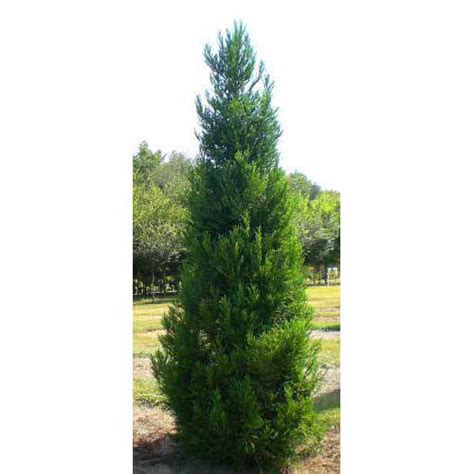 Hartland Farms Inc Cryptomeria Radican Cryptomeria Japonica Radican