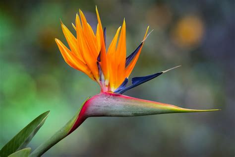 9 Fakta Menarik Bunga Bird Of Paradise