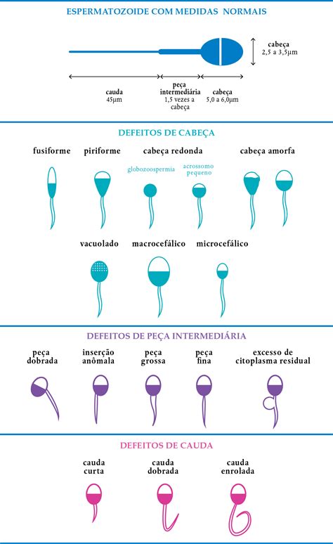 O Que Significa Esperma - O Que Significa Esperma - FDPLEARN