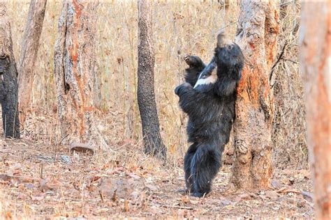 Indian Sloth Bear | Endangered Himalayan Black Sloth Bear | Facts