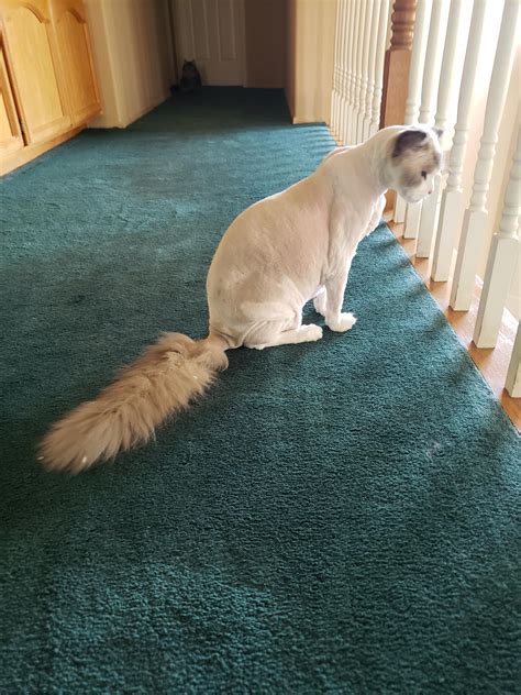 Mickey Got Shaved He Looks So Naked But He S So Happy He Loves Getting Hair Cuts Because He