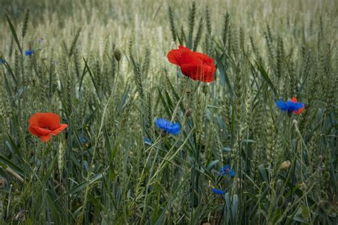 Kornblumen Mohn Feldblume Kostenloses Foto Auf Pixabay Pixabay