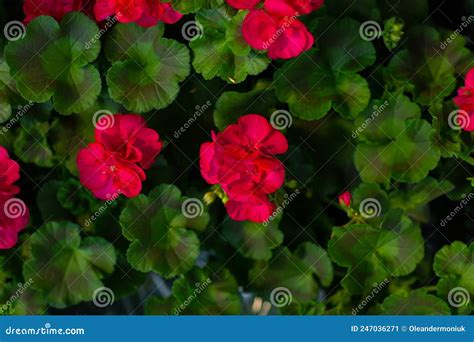 Flor De Grandioso Pelargonio O Pelargonio Cerrar El Pelargonio Regal