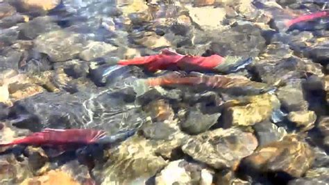 Kokanee Salmon Spawning Taylor Creek Lake Tahoe Youtube