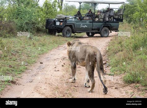 Lion Panthera Leo Crossing Track In Front Of Safari Vehicle Inyati