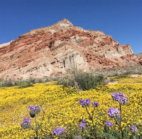 Red Rock Canyon | Mackenzie Day