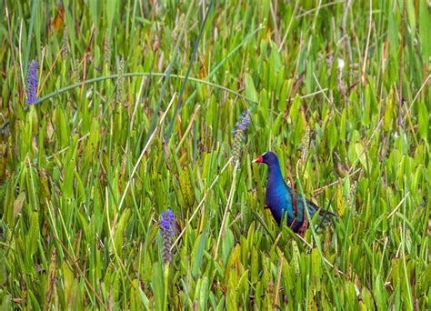 Purple Gallinule | Audubon Field Guide