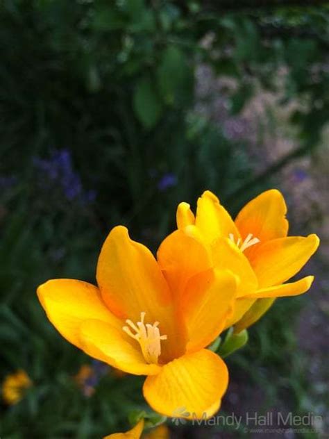 The Freesias Have Come Out They Smell Wonderful Mandy Hall Photos