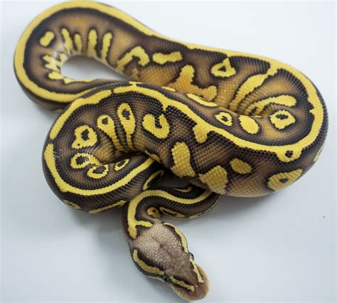 Pastel Lesser Leopard Het Ghost Het Ultramel Ball Python By Royal