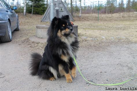 Finnish Lapphund Pictures and Informations - Dog-Breeds.com