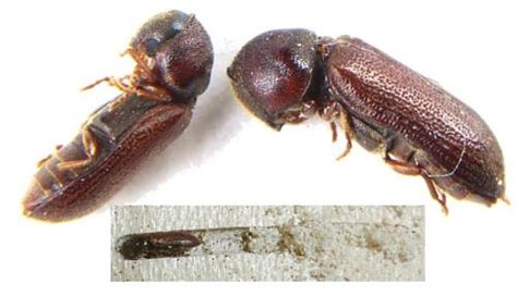 Ptilinus pectinicornis - www.galerie-insecte.org