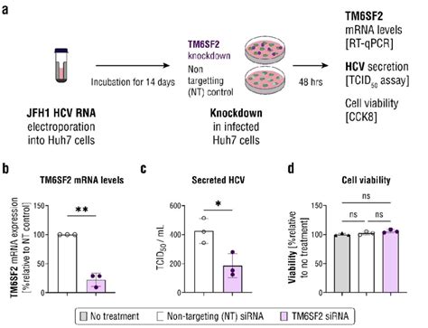 Knockdown Of Tm6sf2 Reduces Hcv Secretion A Huh7 Cells Were