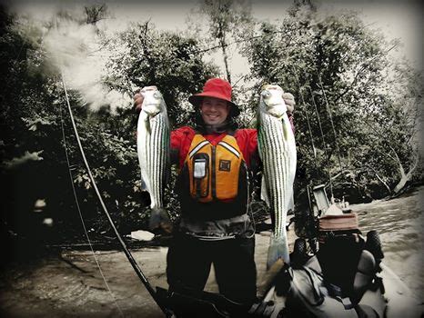 Alan Battista With Nice Striped Bass Form The Upper Chesapeake Bay