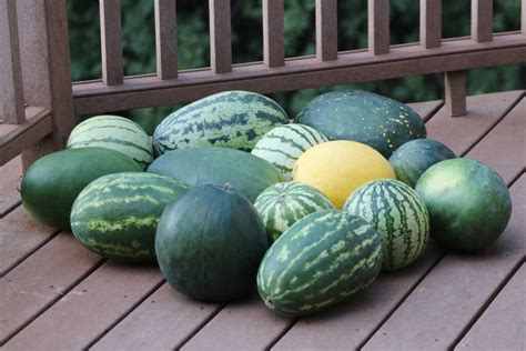 Growing Guide: Watermelons - SeedSavers