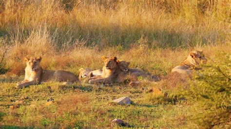 Der Pilanesberg National Park | 2Travelers