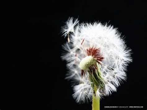 Fondos de pantalla Flores naturaleza Plantas fotografía polen