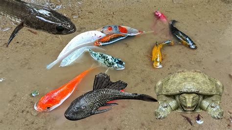 Wadidaw Menangkap Bulus Ikan Sapu Sapu Ikan Koi Ikan Komet Ikan