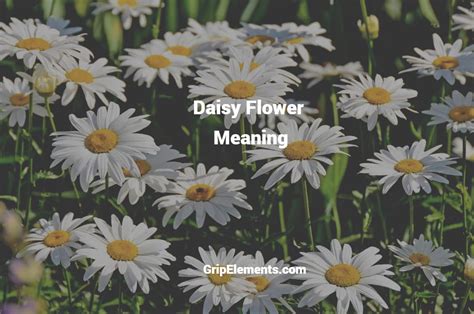 Different Daisy Flower Meaning for Different Colors - GRIP ELEMENTS