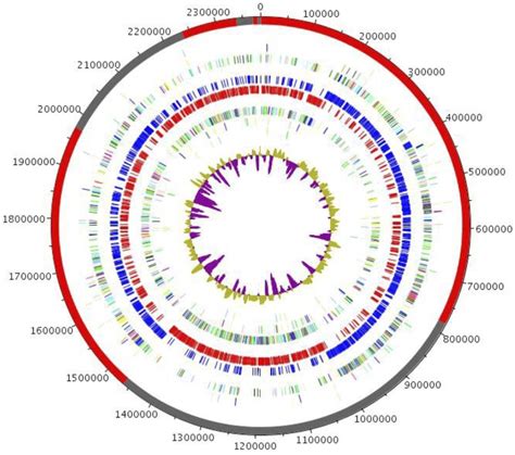 Graphical circular map of the genome from outside to the center ... 