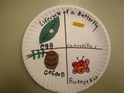 11 butterfly/caterpillar life cycle art ideas to save today | life