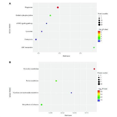 Enrichment Of Kegg Function Of Upregulated Proteins A And Download Scientific Diagram