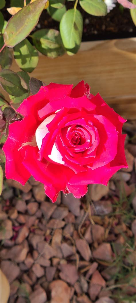 Newbie here. I’m prepping my roses for spring and David Austen’s guide