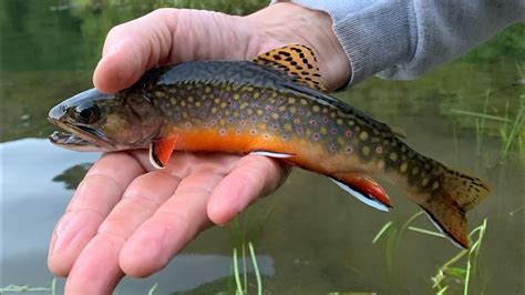 Pa Brook Trout Fishing Early Fall Trout Youtube