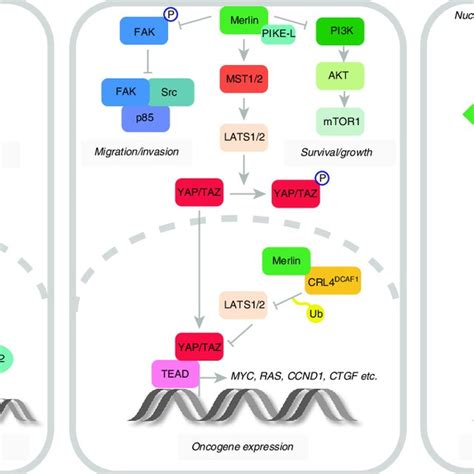 Tumour Suppressor Functions Of BAP1 Merlin And P16 INK4a P14 ARF