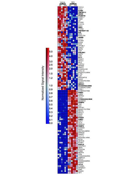 Heat Map Of Top 100 Probe Sets Determined By GSEA Analysis