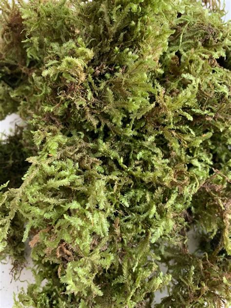 Мох натуральный в интернет-магазине Ярмарка Мастеров по цене 100 ...