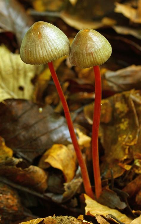 Mycena Crocata Saffrondrop Bonnet Oxfordshire 12 9 2017 2 Flickr