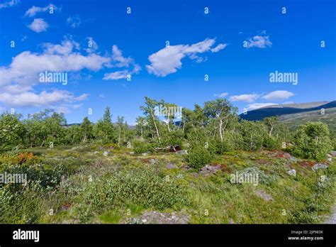 Tundra in wild Norwegian northern nature in summer in Europe Stock ...