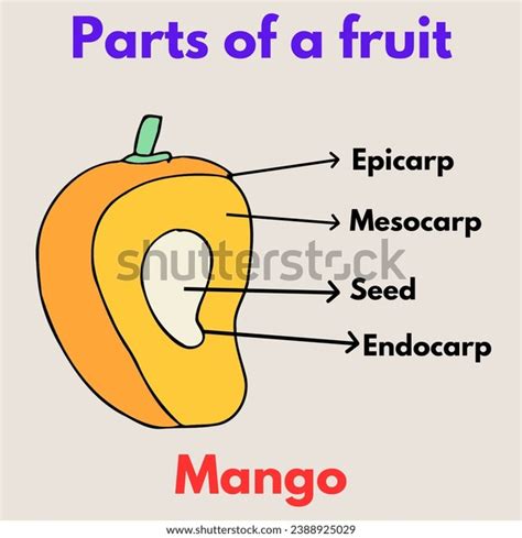 Parts Fruit Mango Morphology Flowering Plants Stock Illustration 2388925029 Shutterstock