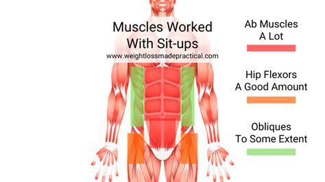 What Muscles Do Sit-ups Work? - Weight Loss Made Practical