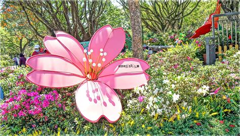 2022台北杜鵑花季大安森林公園站～18萬盆杜鵑花、繡球｜饅頭弟 媽咪拜mamibuy