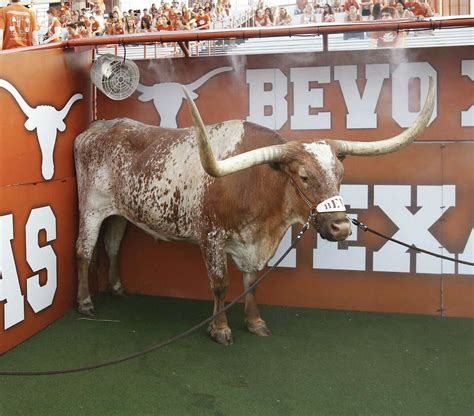 Longhorns select newest Bevo mascot