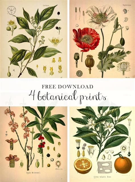 Free Botanical Prints 