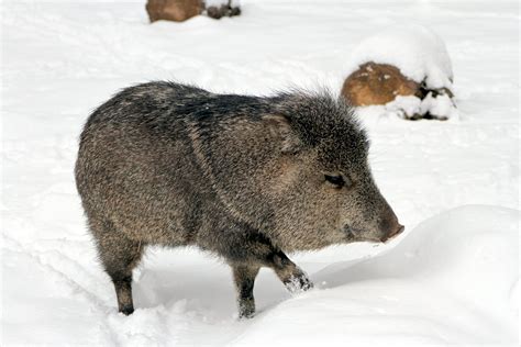 Javelina Bearizona