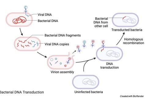 Bacteriophage Definition Structure Diagram And Function