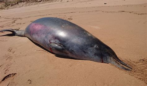 Unusual teeth of rare whale more ‘oddity’ than evolutionary throwback