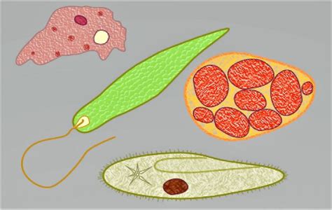 Protozoos Características Clasificación Reproducción Alimentación