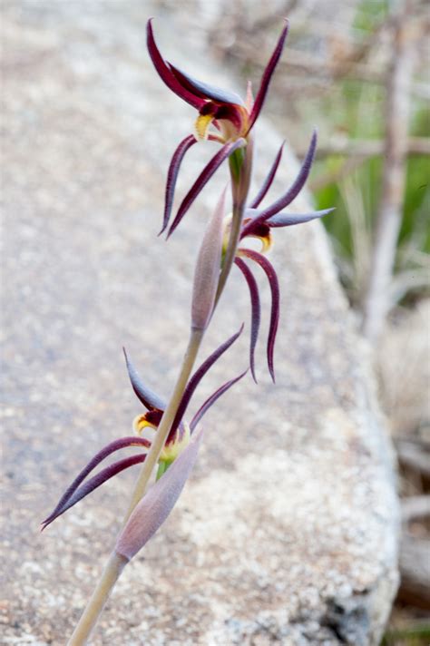 Lyperanthus Suaveolens Brown Beaks Tasmanian Orchids