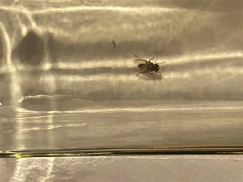 entomology - Fly identification (Michigan) - Biology Stack Exchange