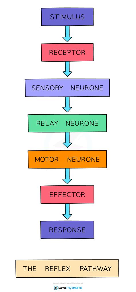 The Reflex Arc Cambridge O Level Biology Revision Notes 2023