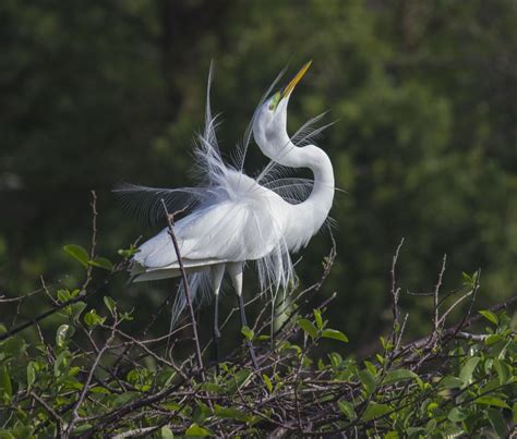 Snowy Egret during breeding season | Smithsonian Photo Contest ...