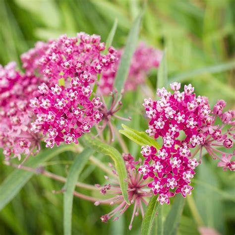 Swamp Milkweed Asclepias Incarnata Native Perennial Davenport